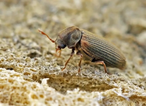 Insecte Xylophage petite vrillette